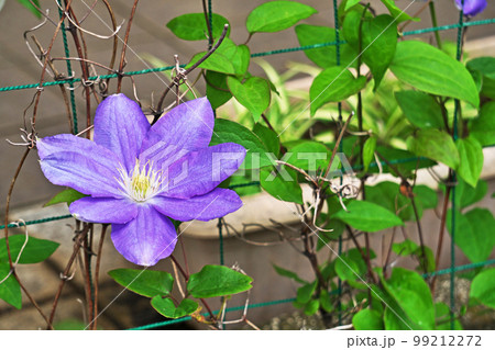 紫色のクレマチスの花（春、四月） 99212272
