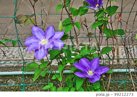 紫色のクレマチスの花（春、四月） 99212273