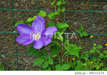 紫色のクレマチスの花（春、四月） 99212274