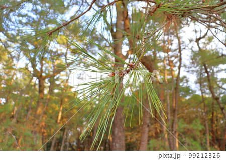 松の木　松林 99212326