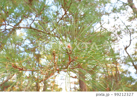 松の木　松林 99212327