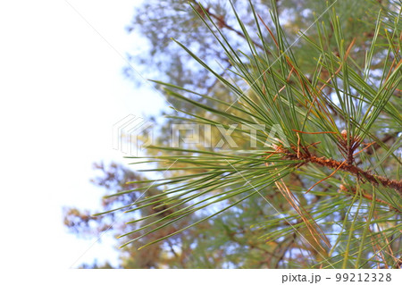 松の木　松林 99212328