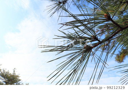 松の木　松林　青空　雲 99212329