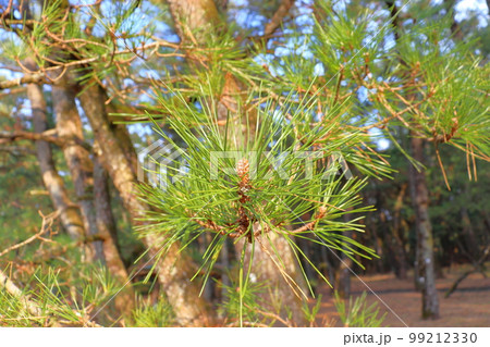 松の木　松林 99212330