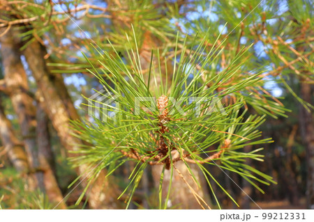 松の木　松林 99212331