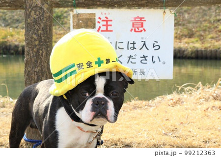 ゆずの里毛呂山町総合公園の池の前で安全第一の帽子を被って可愛く見つめるボストンテリアのマイティ君 99212363