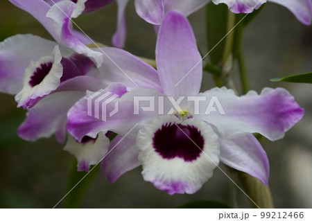 デンドロビウム・ノビル ’サクラ’ Dendrobium nobile ’Sakura’　ランの原種 99212466