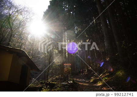 光がさす森の中 光がさす森の中 99212741