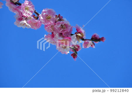 寒さに耐え気品よく咲く 99212840