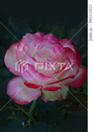 冠山総合公園のバラ 99212917