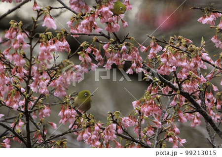 早春の風家メジロ 99213015