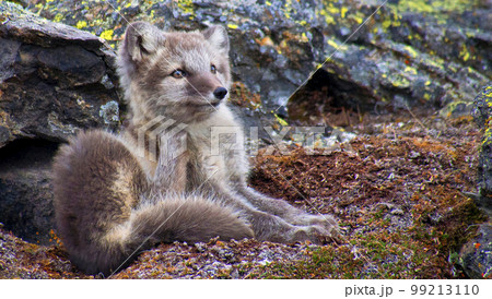 Arctic Fox, Nordvest-Spitsbergen National Park, Norway Arctic Fox, Nordvest-Spitsbergen National Park, Norway 99213110