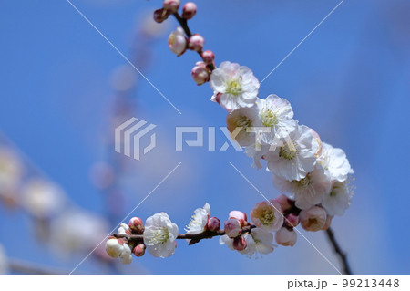 寒さに耐え気品よく咲く 99213448