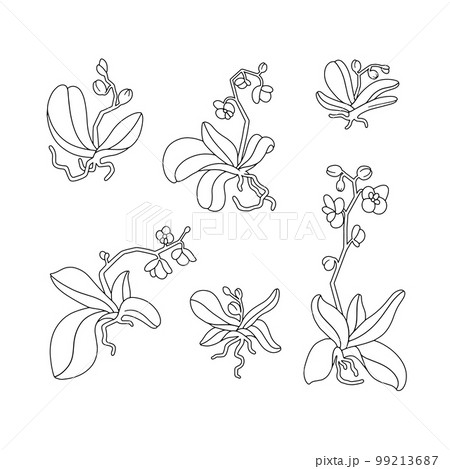 Orchid plant flower Orchid plant flower 99213687