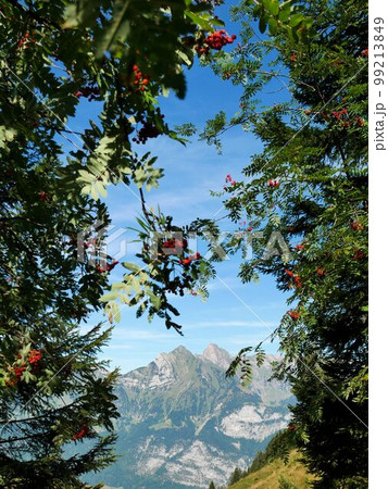 スイス・Flumserbergから見えるSichelchamm (ジヘルハム)　 99213849