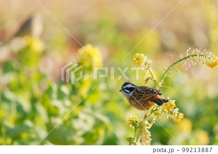 菜の花に止まるホオジロ 99213887
