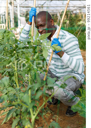 Male worker tying up tomato plants Male worker tying up tomato plants 99214561