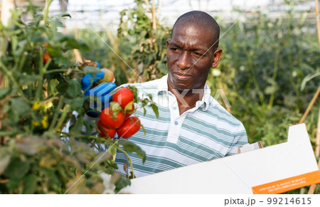 Farmer harvesting tomatoes Farmer harvesting tomatoes 99214615