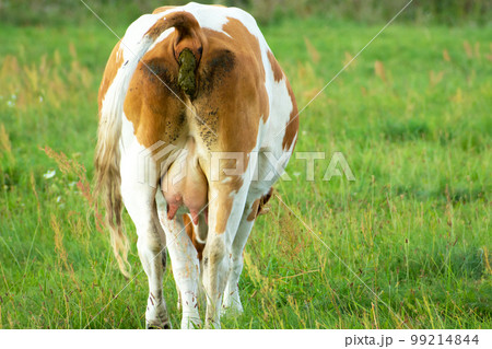 A brown and white cow pooping in a meadow A brown and white cow pooping in a meadow 99214844