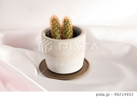 白い鉢のサボテン ピンク背景 白い鉢のサボテン ピンク背景 99214932