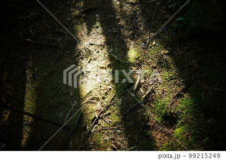 熊野古道・中辺路・心の洗濯 熊野古道・中辺路・心の洗濯 99215249