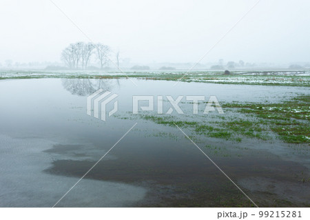Flooded meadow, trees and fog on the horizon, eastern Poland 99215281