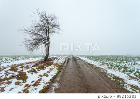 Tree by the dirt road, foggy winter day Tree by the dirt road, foggy winter day 99215283
