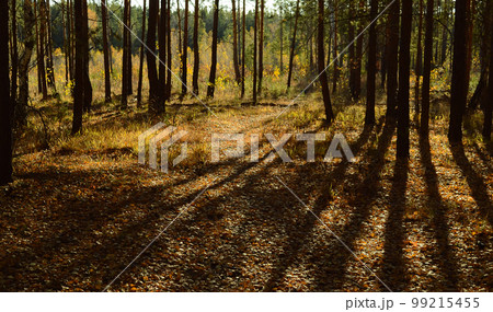 Shadows from trees and sunlight on the undergrowth in the autumn forest Shadows from trees and sunlight on the undergrowth in the autumn forest 99215455