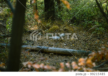Wild fluffy gray squirrel in the dense thicket of the forest Wild fluffy gray squirrel in the dense thicket of the forest 99215485