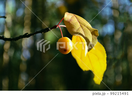 Yellow crab apple on a branch sheltered with a yellow leaf Yellow crab apple on a branch sheltered with a yellow leaf 99215491