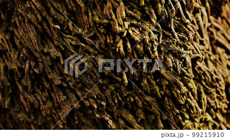 植物の模様　生い茂る苔　枯れ木　ナチュラルな背景素材　渋い背景素材 99215910