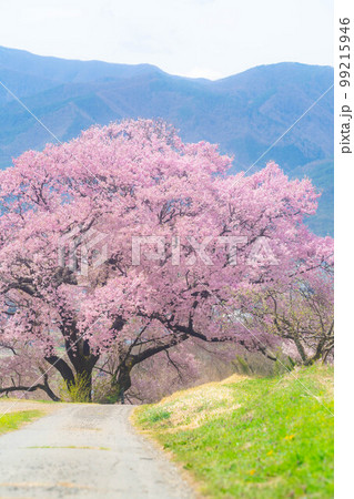 【桜素材】南信州・上ノ平城跡の一本桜【長野県】 【桜素材】南信州・上ノ平城跡の一本桜【長野県】 99215946