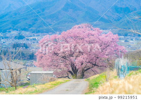 【桜素材】南信州・上ノ平城跡の一本桜【長野県】 99215951