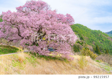 【桜素材】南信州・上ノ平城跡の一本桜【長野県】 99215957