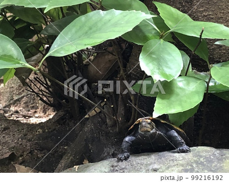 野生のイシガメ 99216192