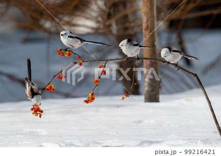雪の妖精　シマエナガ 99216421