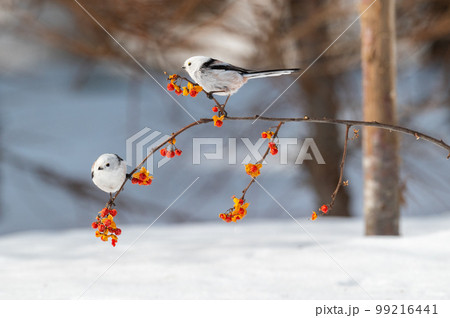 雪の妖精　シマエナガ 99216441