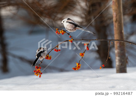 雪の妖精　シマエナガ 99216487