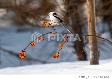 雪の妖精　シマエナガ 99216488