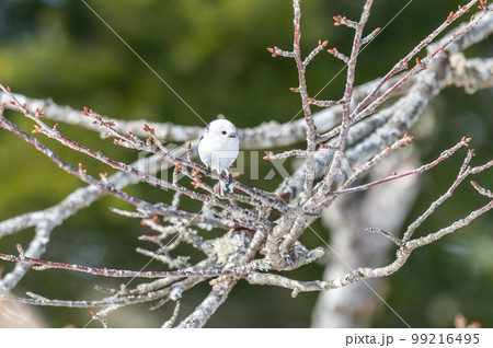 雪の妖精　シマエナガ 99216495