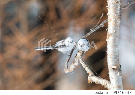 雪の妖精　シマエナガ 99216547