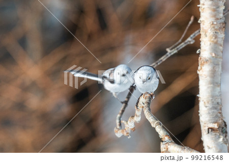 雪の妖精　シマエナガ 99216548