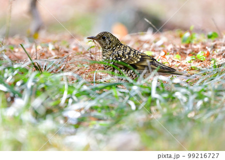 冬に雑木林や身近な公園にやってくる黄色いトラ模様をした渡り鳥、トラツグミ 99216727