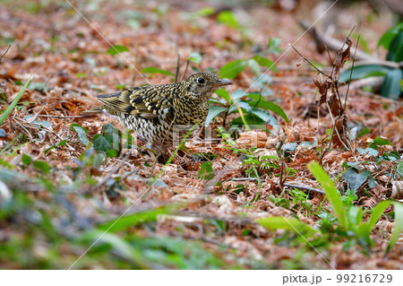 冬に雑木林や身近な公園にやってくる黄色いトラ模様をした渡り鳥、トラツグミ 99216729