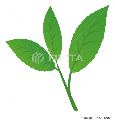 お茶の葉 99216961