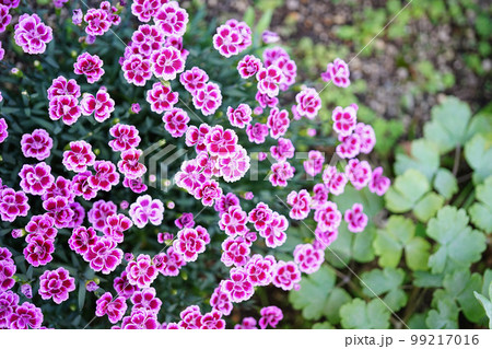 可憐だけど逞しいナデシコミーテ 99217016