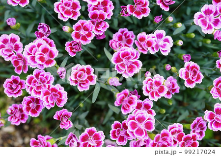 可憐だけど逞しいナデシコミーテ 99217024