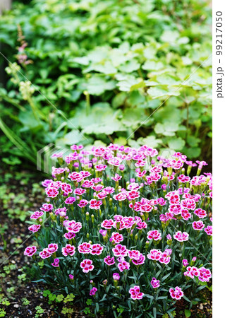 可憐だけど逞しいナデシコミーテ 99217050