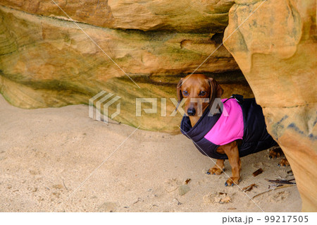 A brown short-haired dachshund peered out from a sandstone rock cave. 99217505