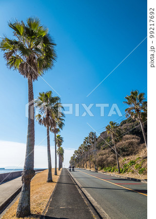 《愛知県》蒲郡市　三河湾国定公園　西浦シーサイドロードのヤシの木 99217692